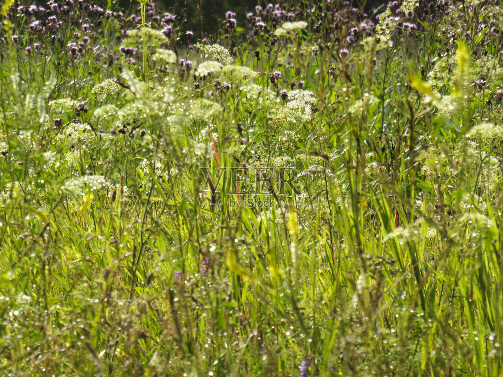草地上的绿草上挂着露珠照片摄影图片