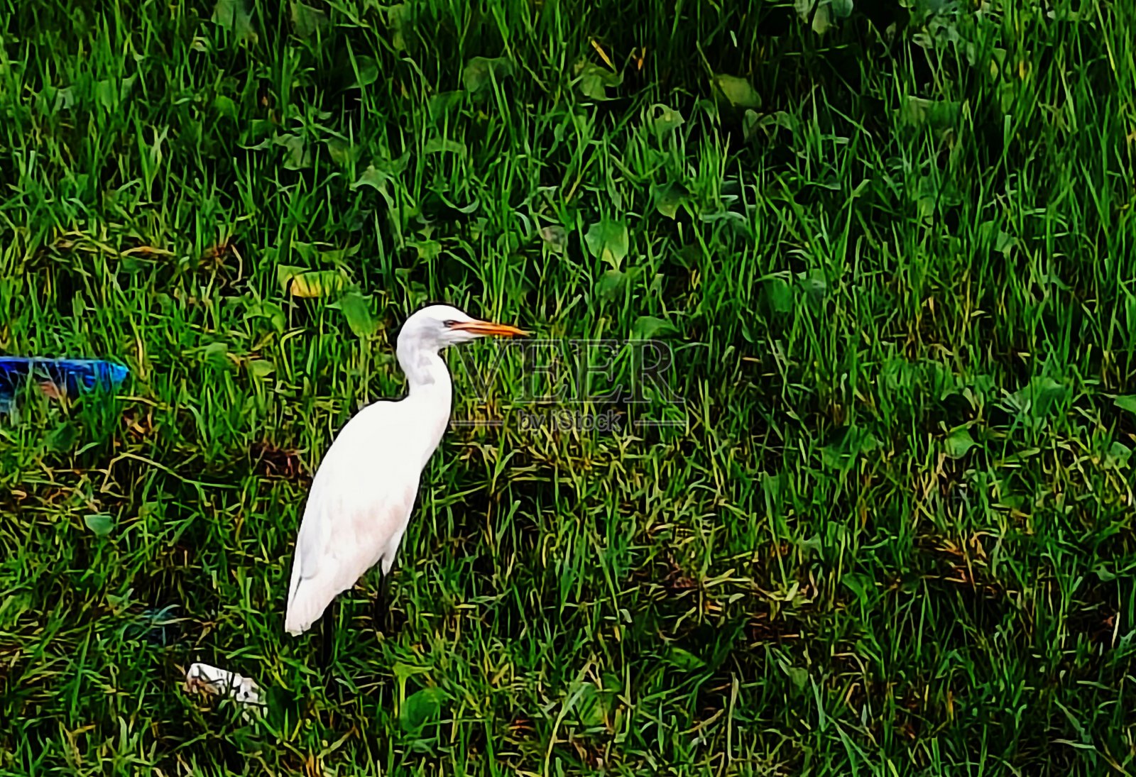 牛背鹭照片摄影图片