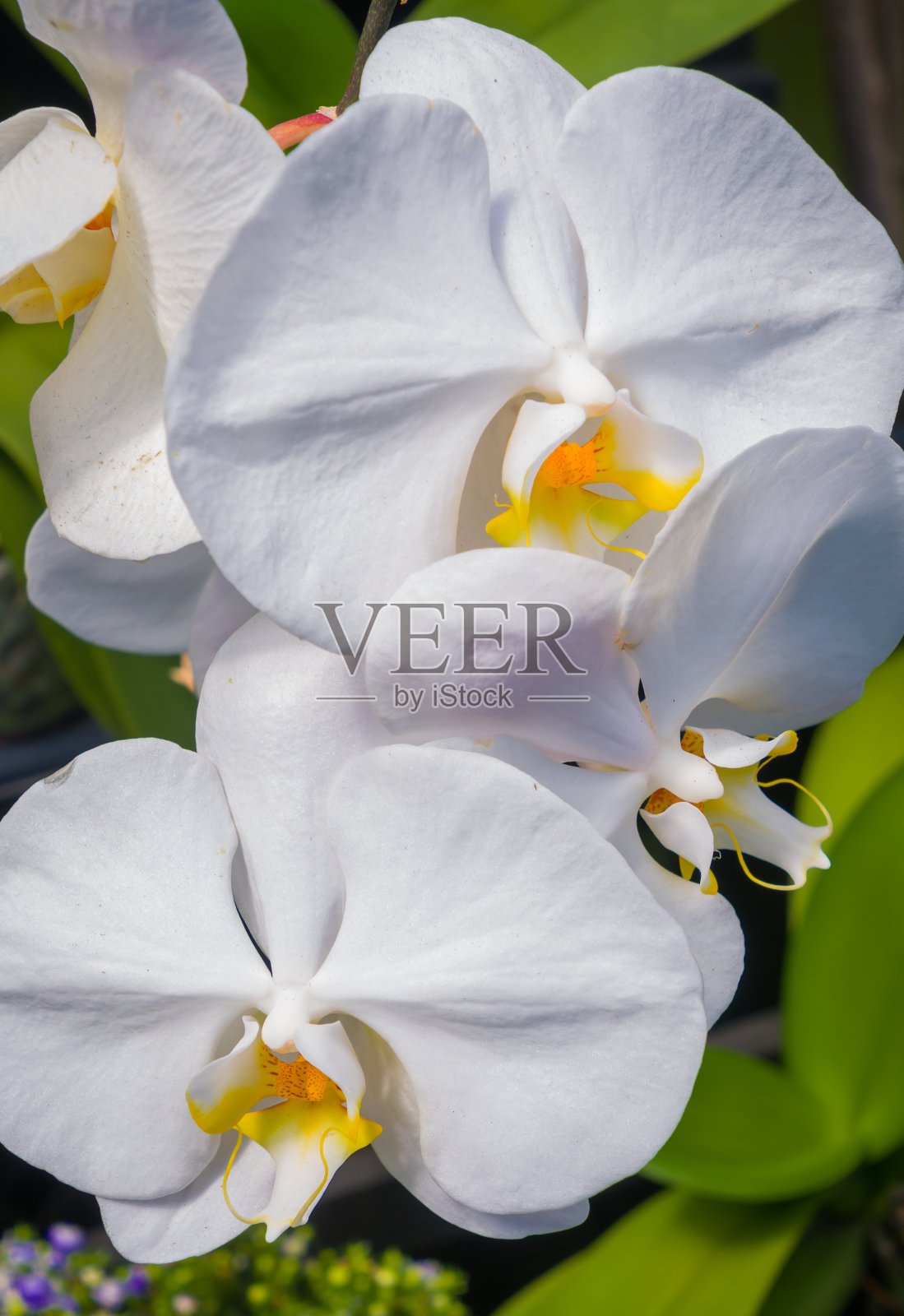 纯白蛾兰照片摄影图片