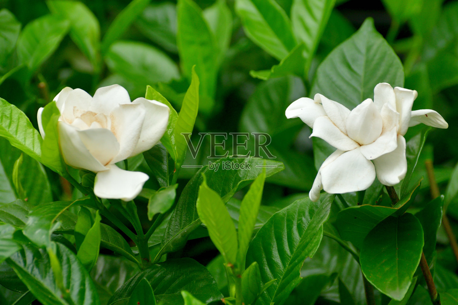 栀子花/栀子花照片摄影图片