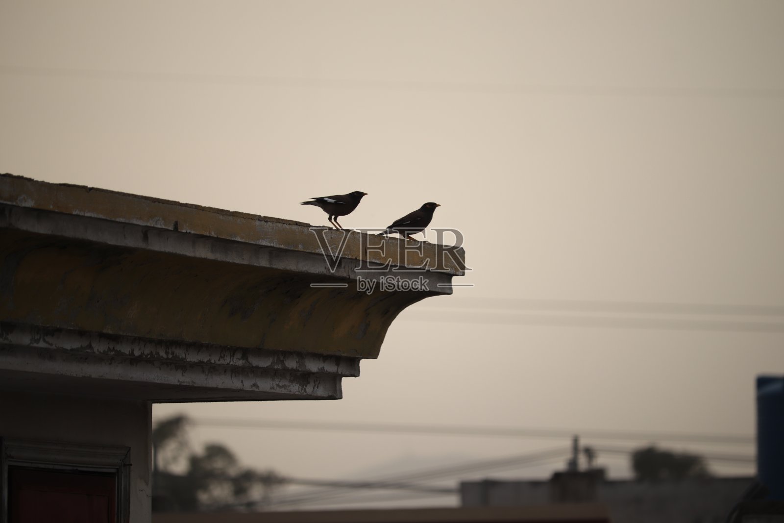 鸟照片摄影图片
