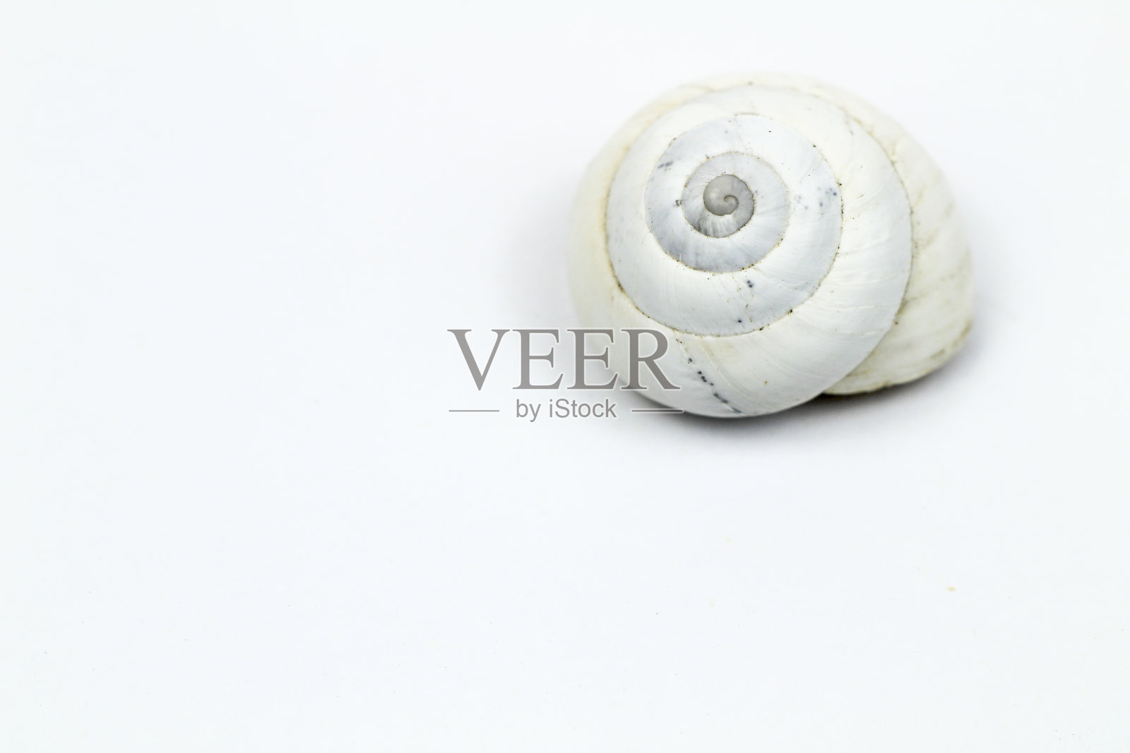 白色蜗牛壳的微距摄影照片摄影图片