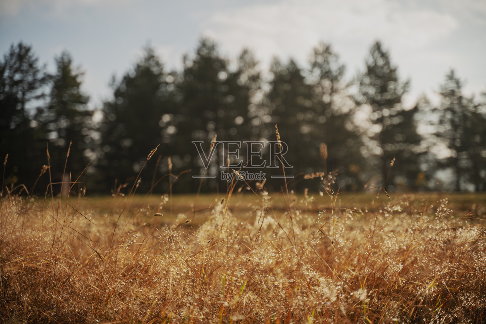 美丽的秋景，雨后黄色的小草闪烁着水珠照片摄影图片