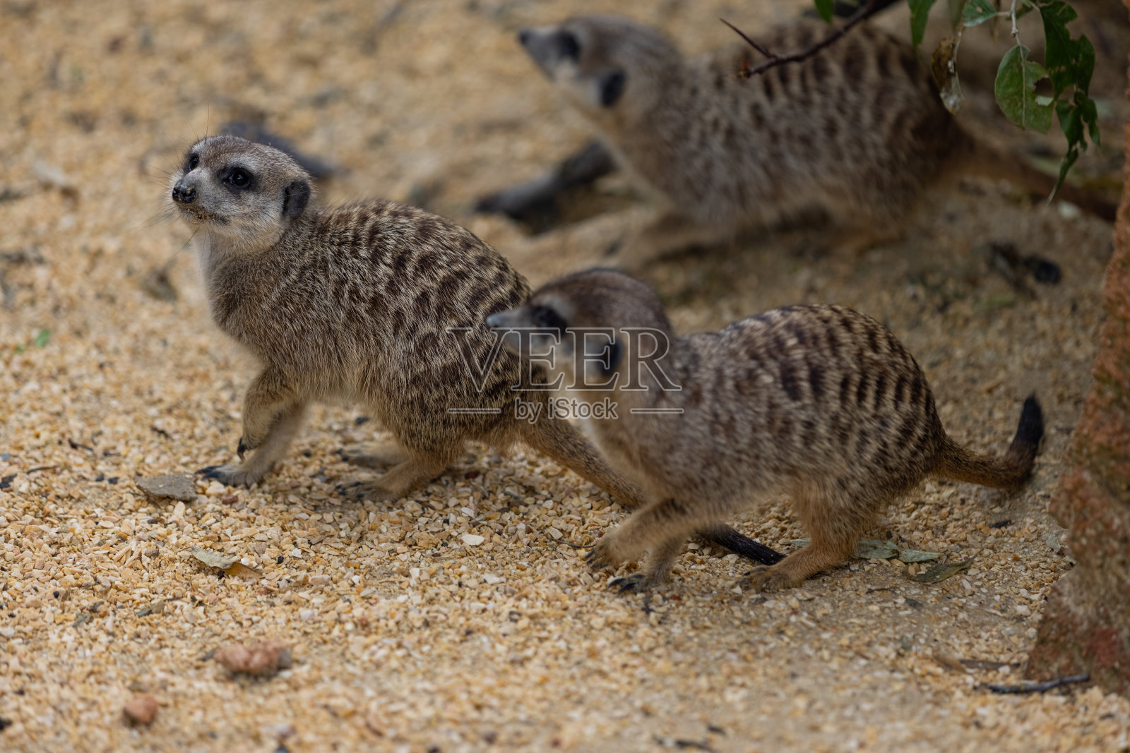 这么多可爱的猫鼬在一个地方。他们一起在沙滩上跑着玩着。另一只猫鼬站在那里，环顾四周，寻找一些危险的动物要逃跑。照片摄影图片
