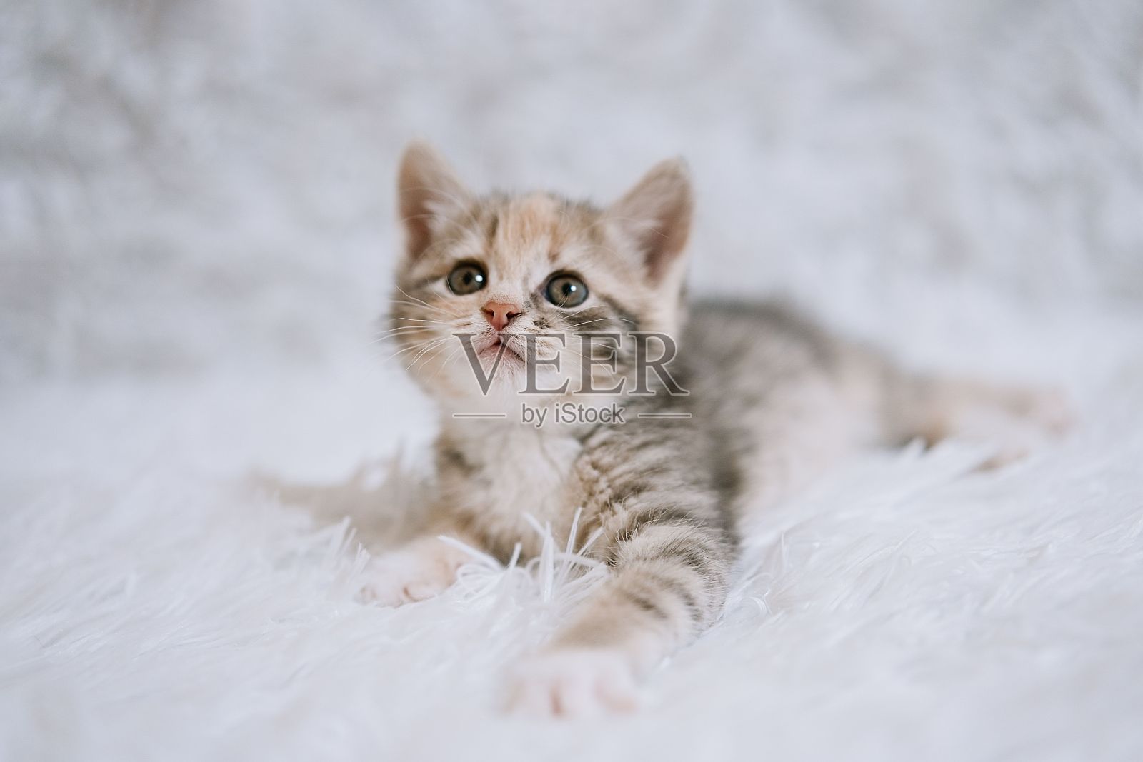 小猫在毛茸茸的白色毯子上照片摄影图片