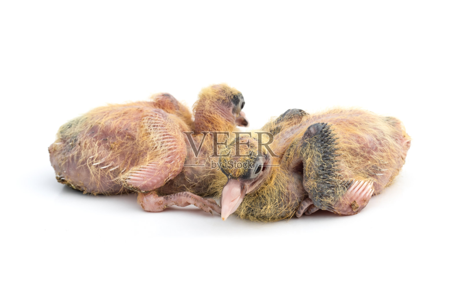 鸽子小鸡接近与一个选择性聚焦孤立的白色背景照片摄影图片