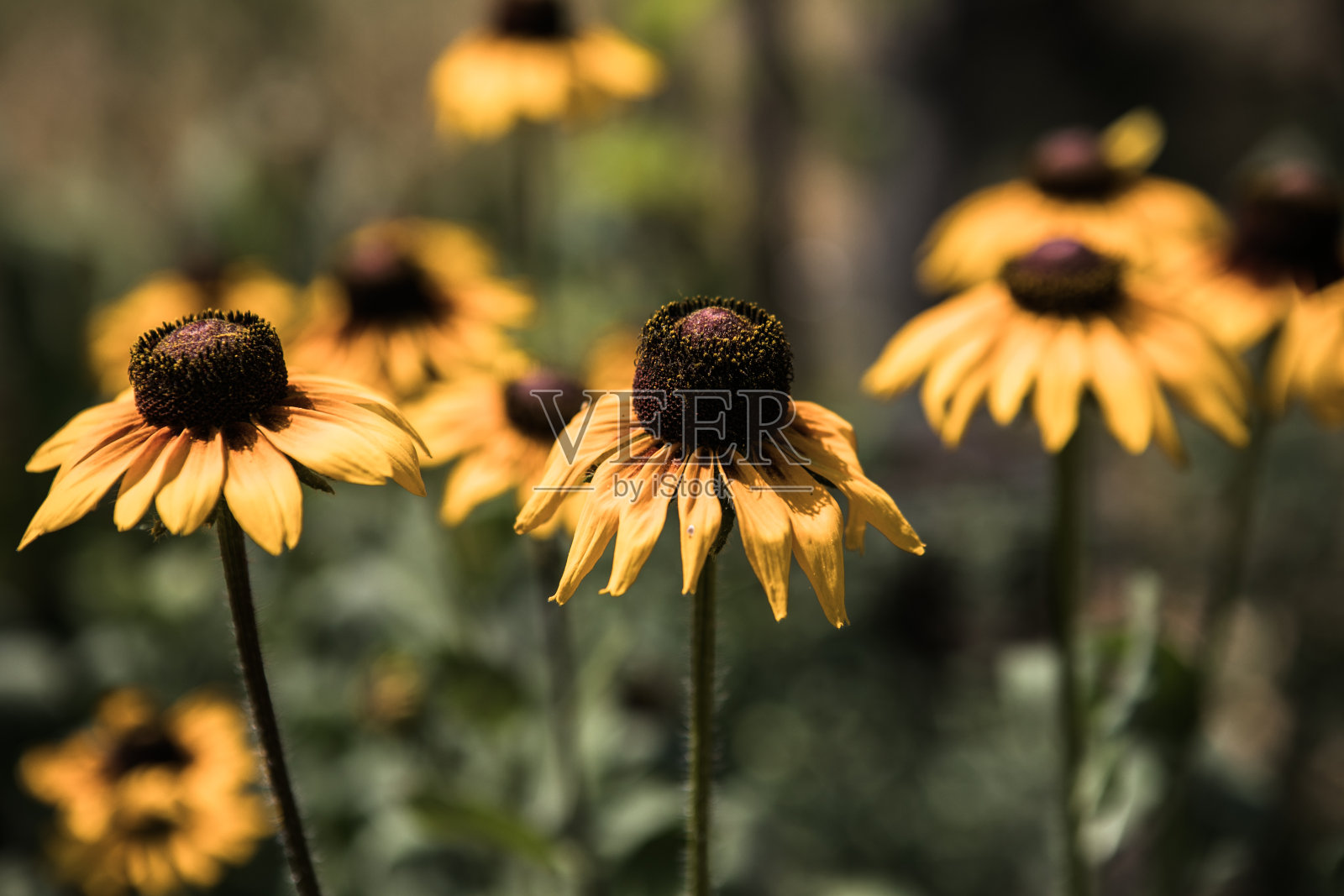 黄色圆锥花，黑眼苏珊花近距离。照片摄影图片