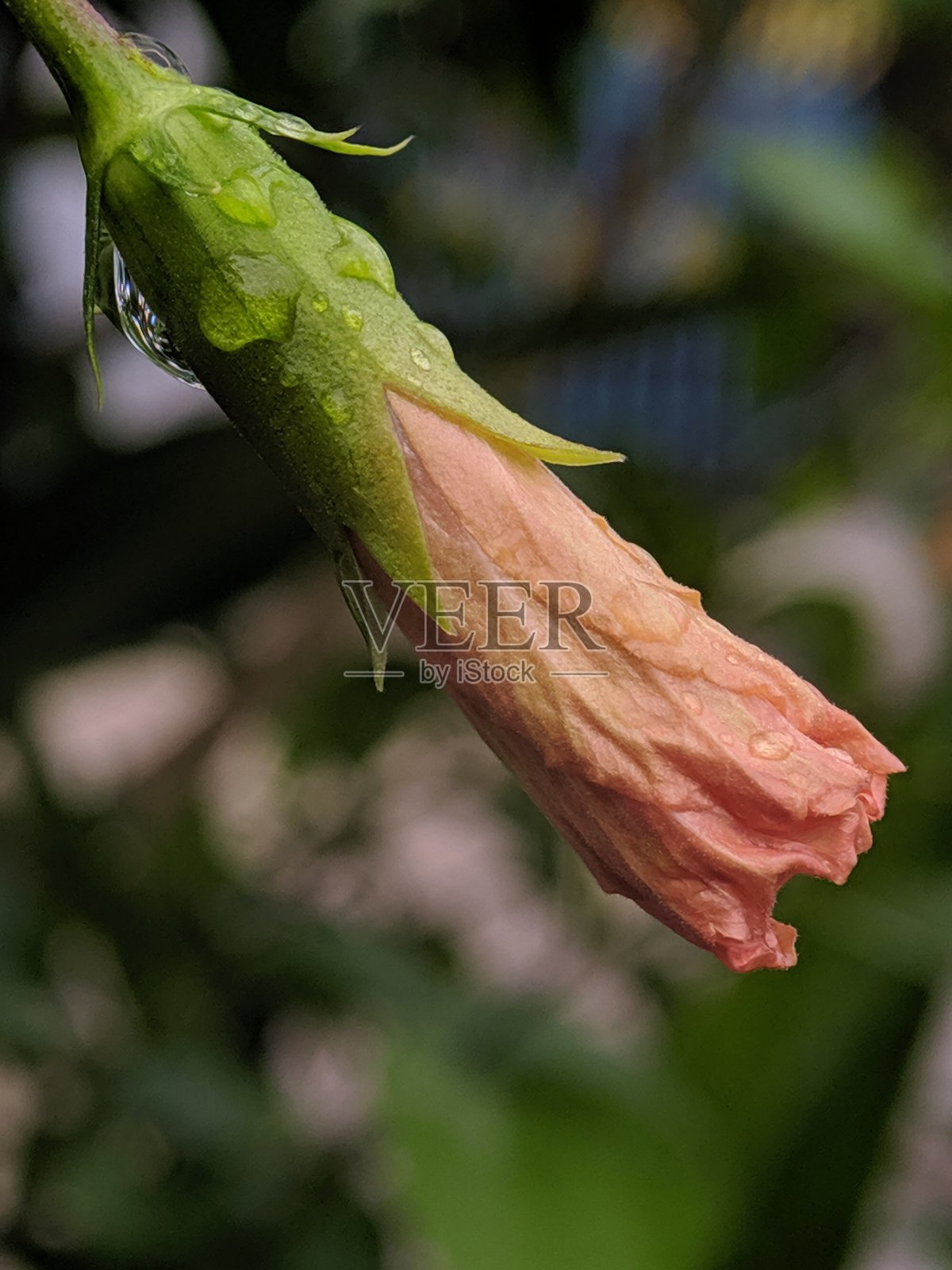 芙蓉芽照片摄影图片