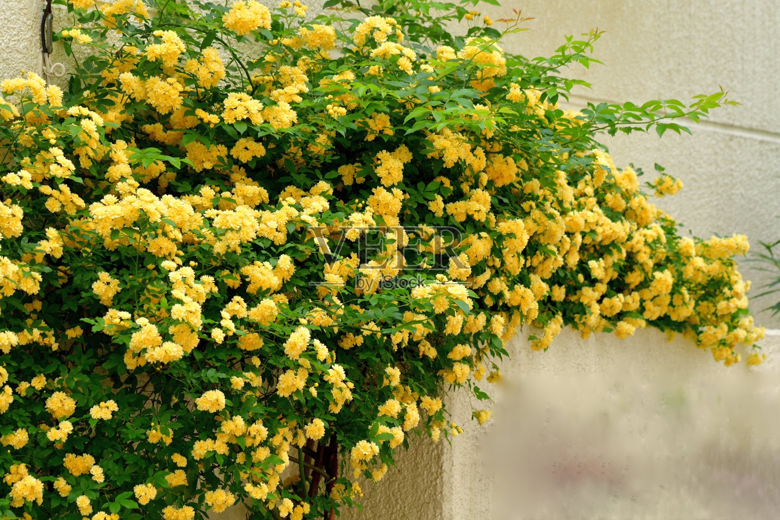 班克斯蔷薇/班克斯蔷薇花照片摄影图片