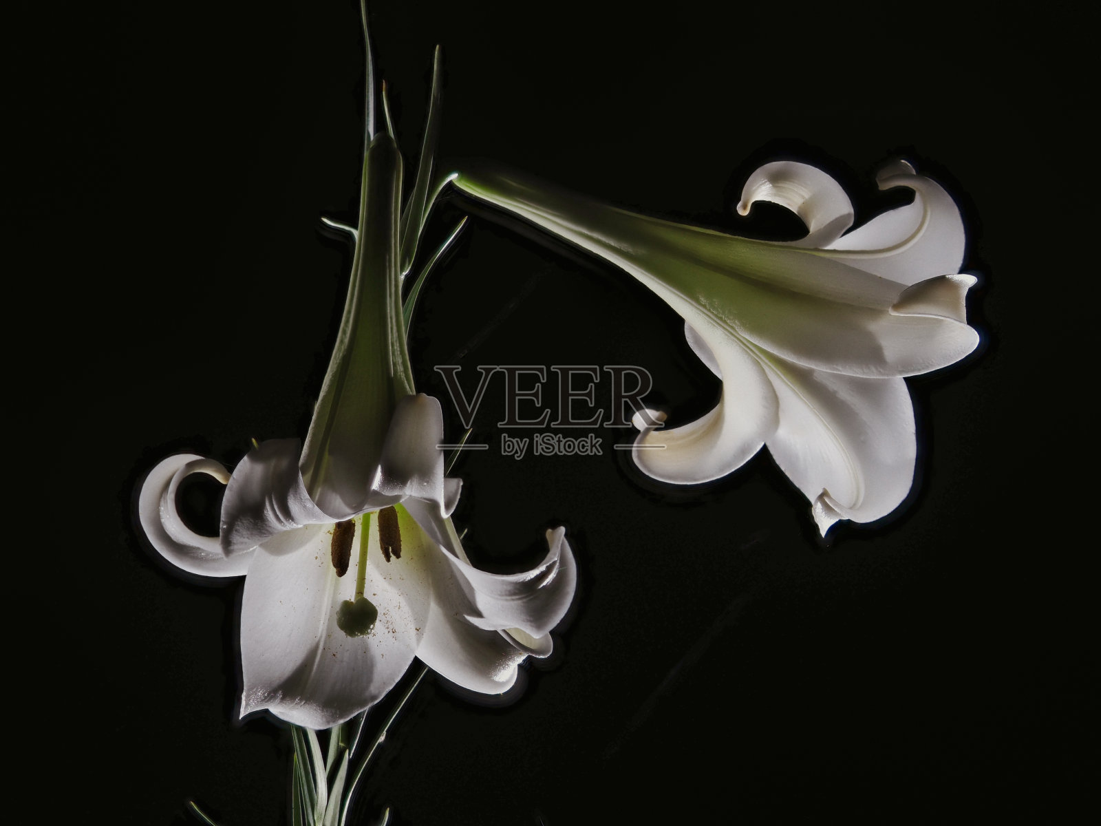 黑色背景上的白色圣母百合照片摄影图片