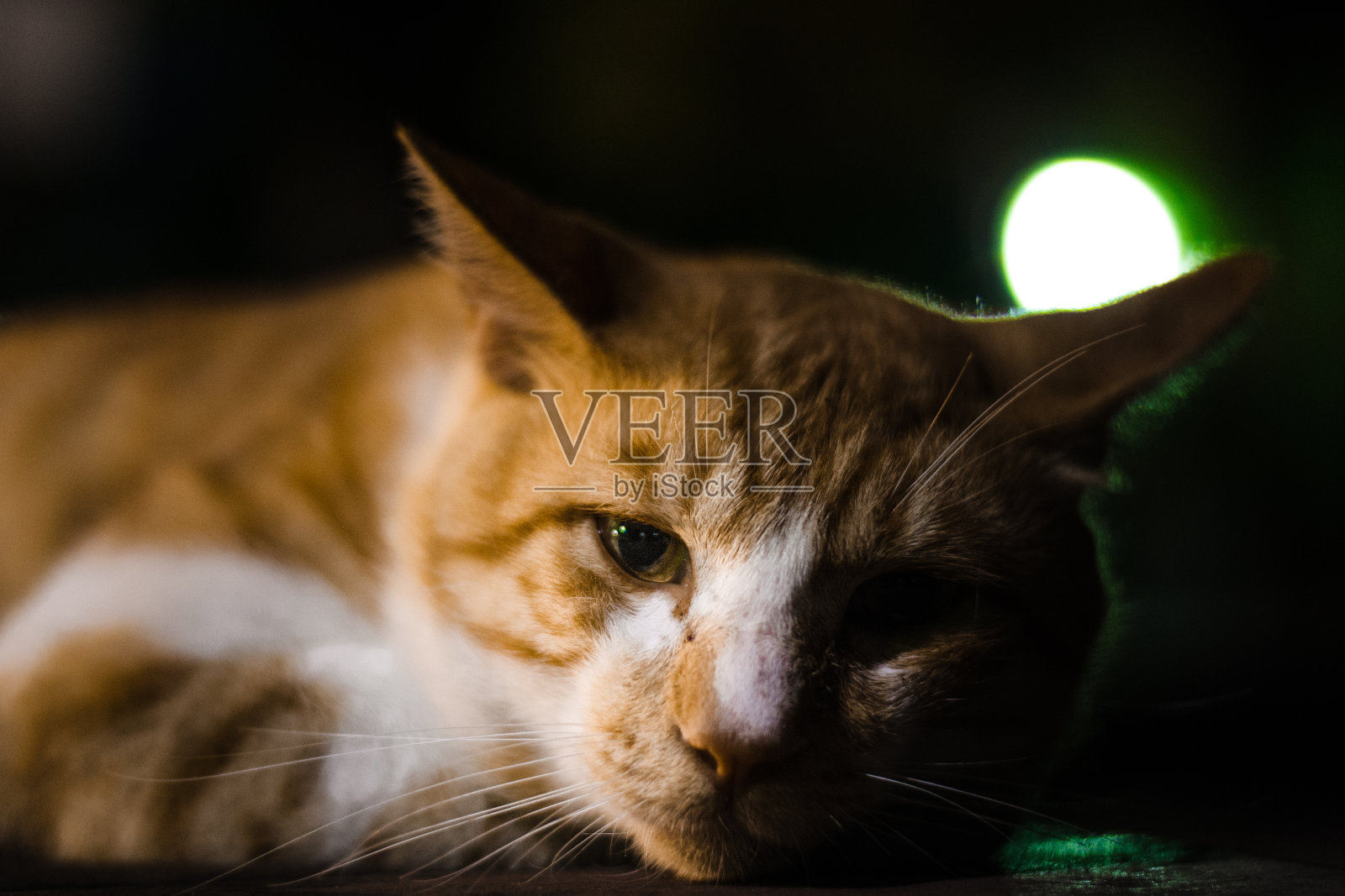 晚上睡觉的猫照片摄影图片