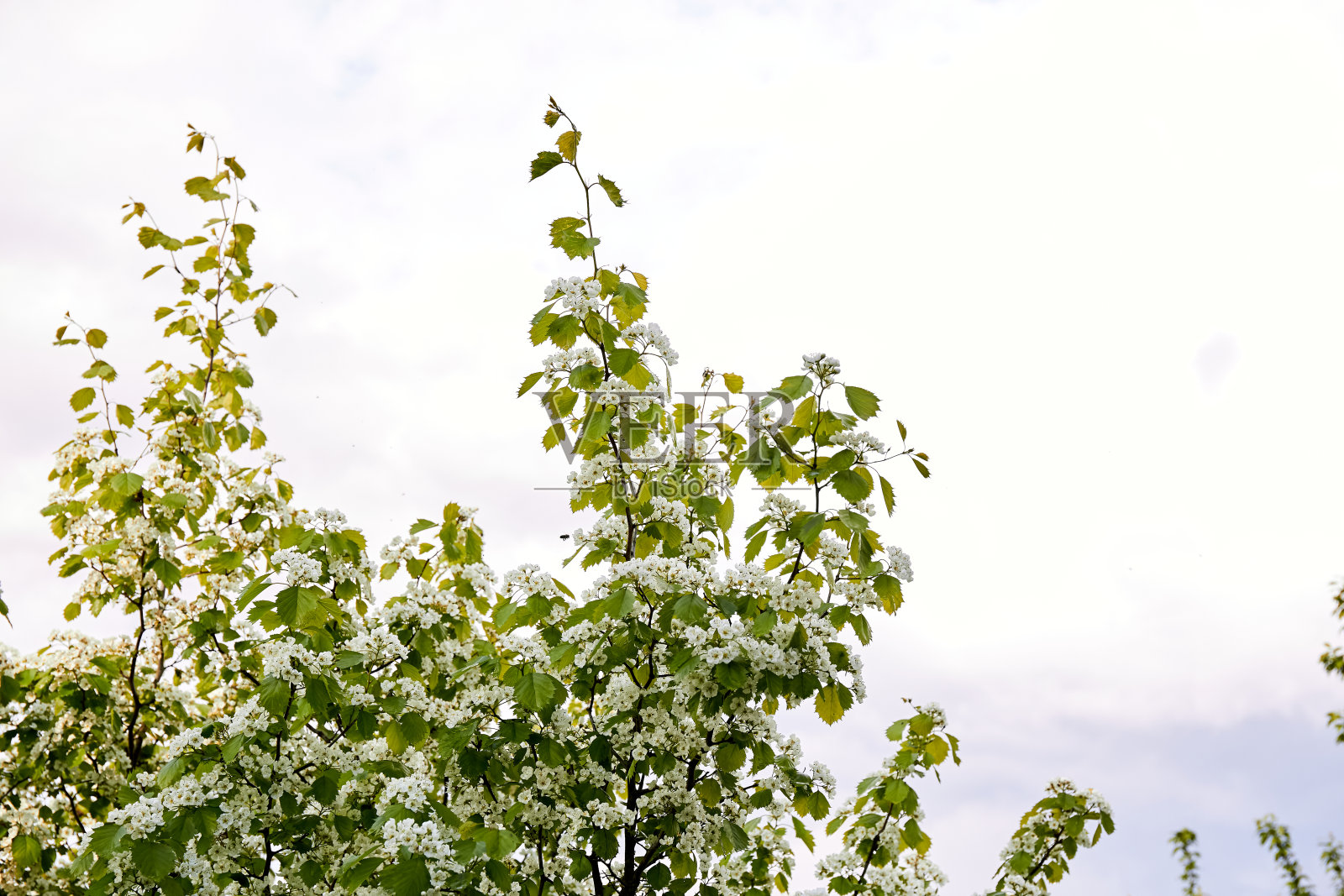 盛开的山楂灌木枝。白色的花朵。越来越多的树。绿色的树叶。春天开花的时期。花园护理。特写镜头。副本的空间。草药。品种。春天照片摄影图片