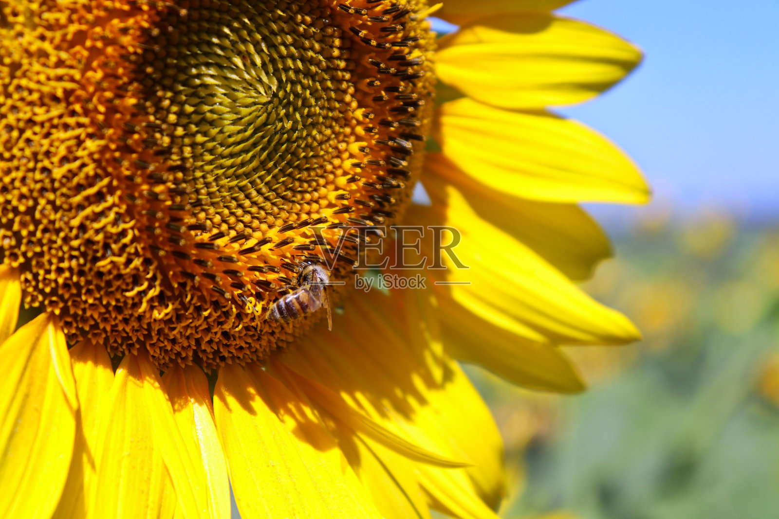 一只小蜜蜂正在吃地里生长的黄色向日葵的花粉。照片摄影图片