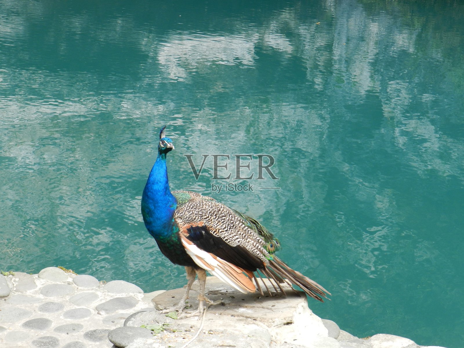 孔雀在绿松石水的背景上。照片摄影图片