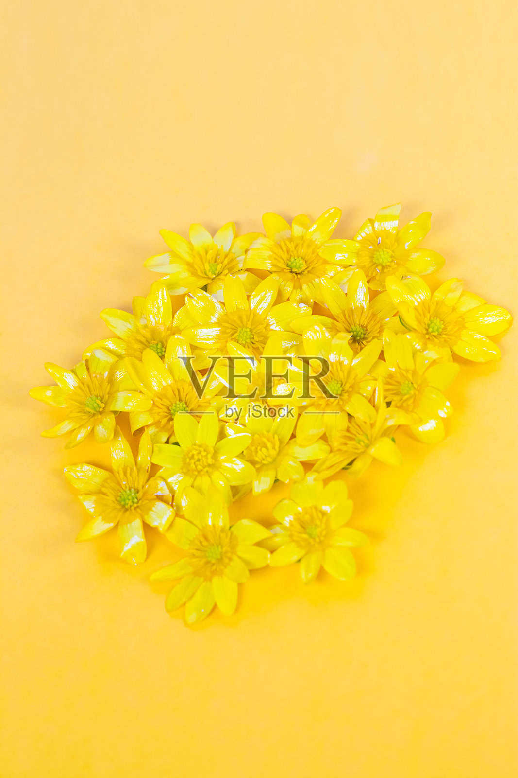 黄色的背景上散布着黄色的春天花朵照片摄影图片
