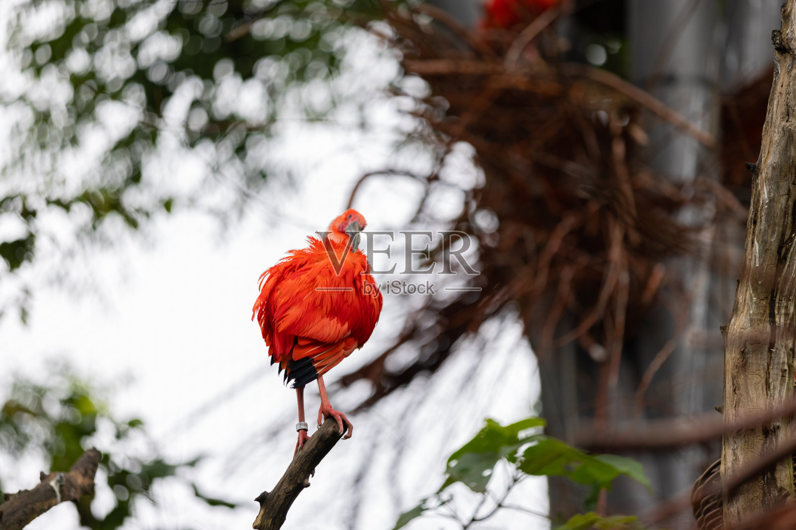 一只色彩斑斓的鸟正坐在树上洗他的身体。巴西亚马逊河上美丽的红色和橙色的鸟。照片摄影图片