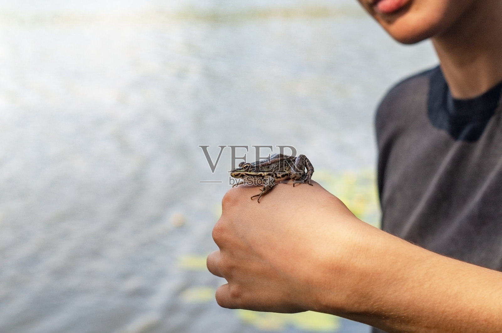在湖的背景下，一个女孩手里拿着一只野生的小青蛙。副本的空间。照片摄影图片
