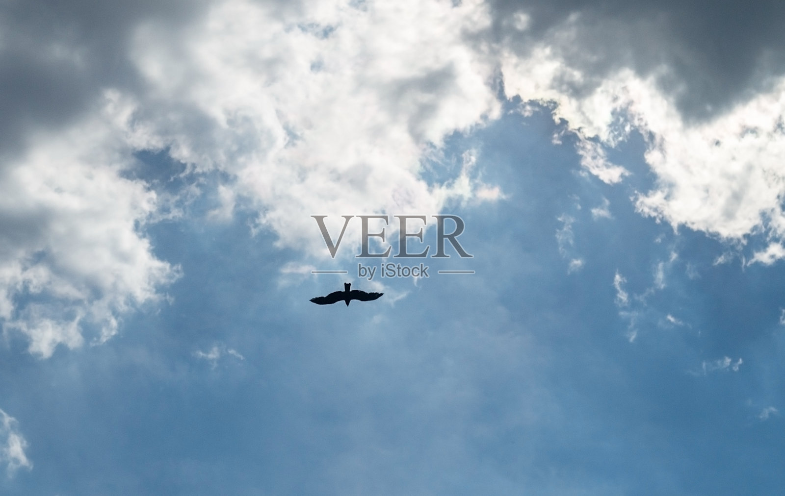 在蓝天上飞翔的乌鸦。底视图照片摄影图片