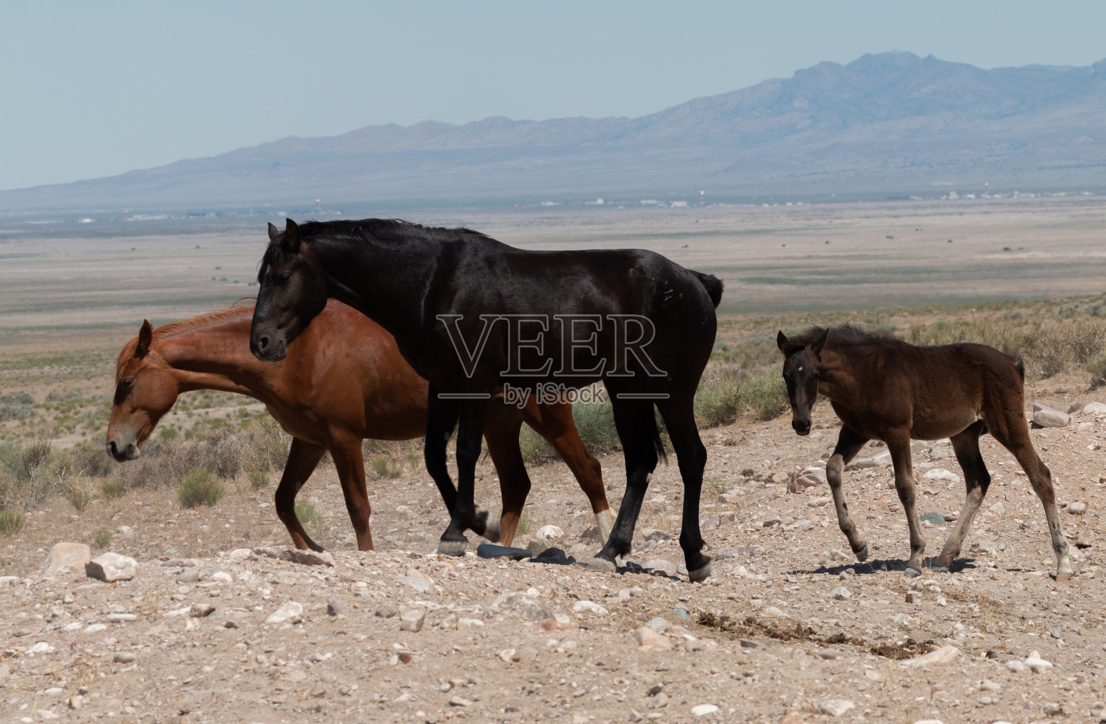 犹他州夏天的野马照片摄影图片