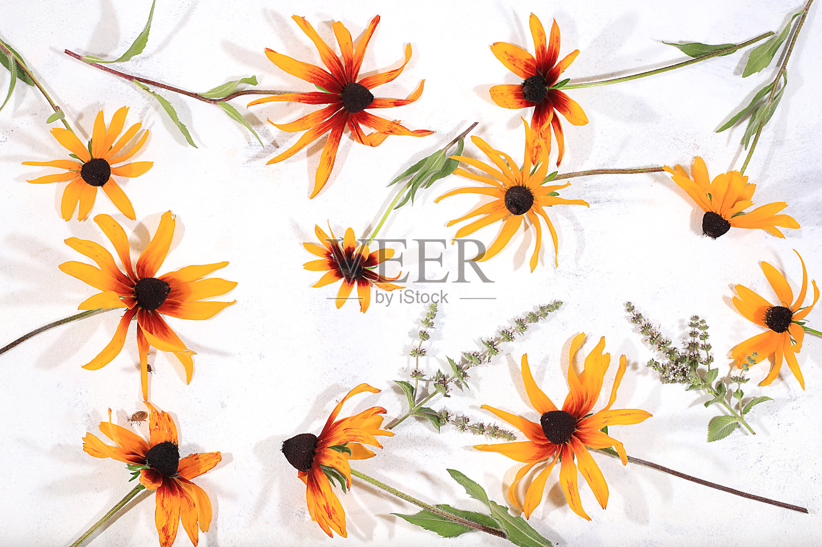 彩色金光菊，抽象花卉排列，秋季背景，感恩节、母亲节、妇女节贺卡照片摄影图片