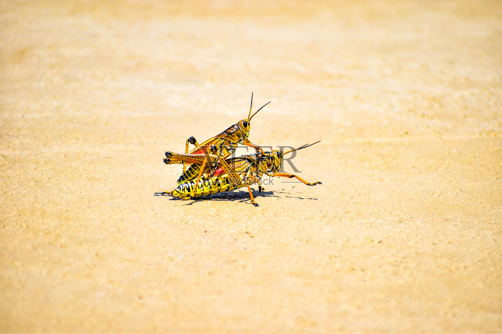 蚱蜢照片摄影图片