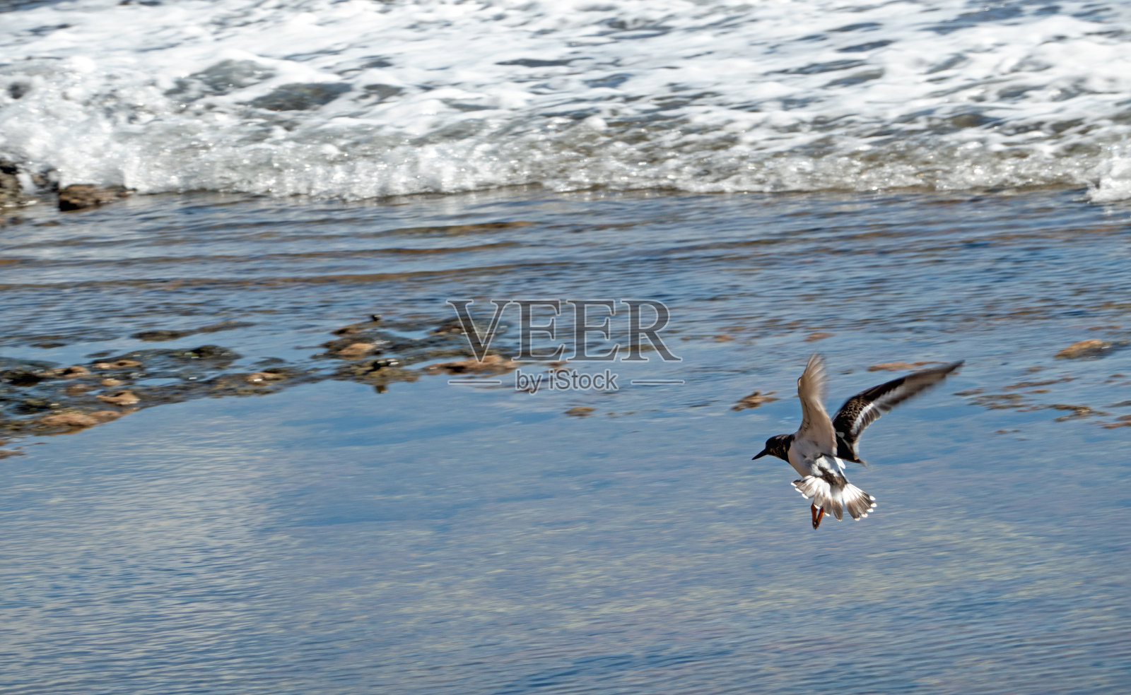 特内里费岛的红雀照片摄影图片