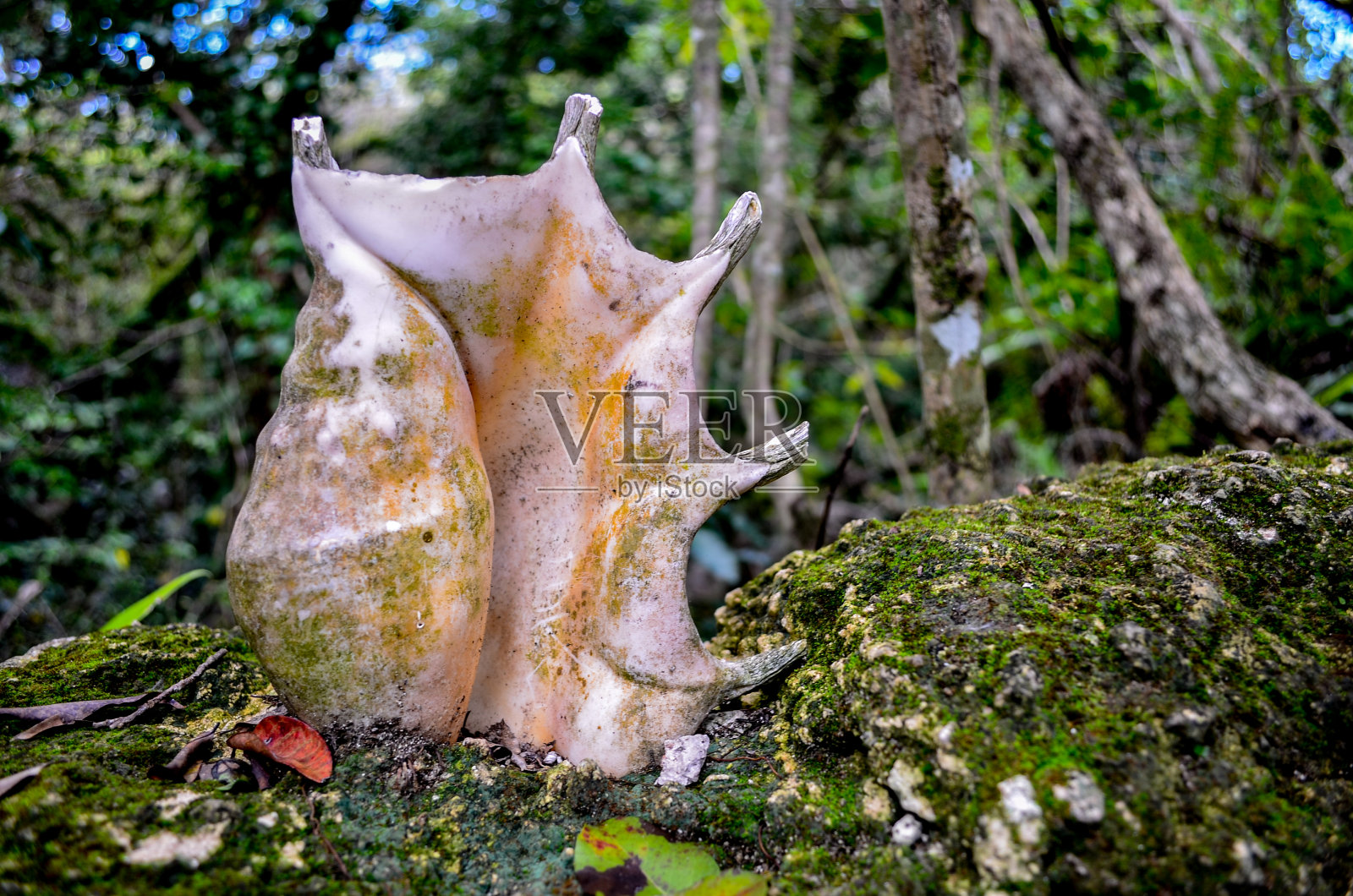 森林里一个贝壳的特写照片摄影图片