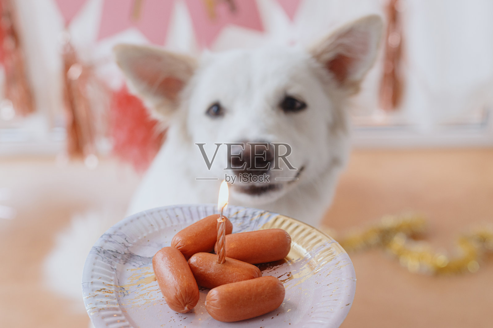 狗的生日聚会。可爱的小狗在粉红色花环的房间里看着蜡烛的生日香肠蛋糕照片摄影图片