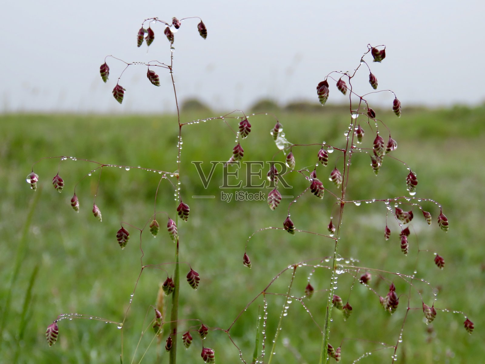 颤抖的草被雨滴覆盖照片摄影图片