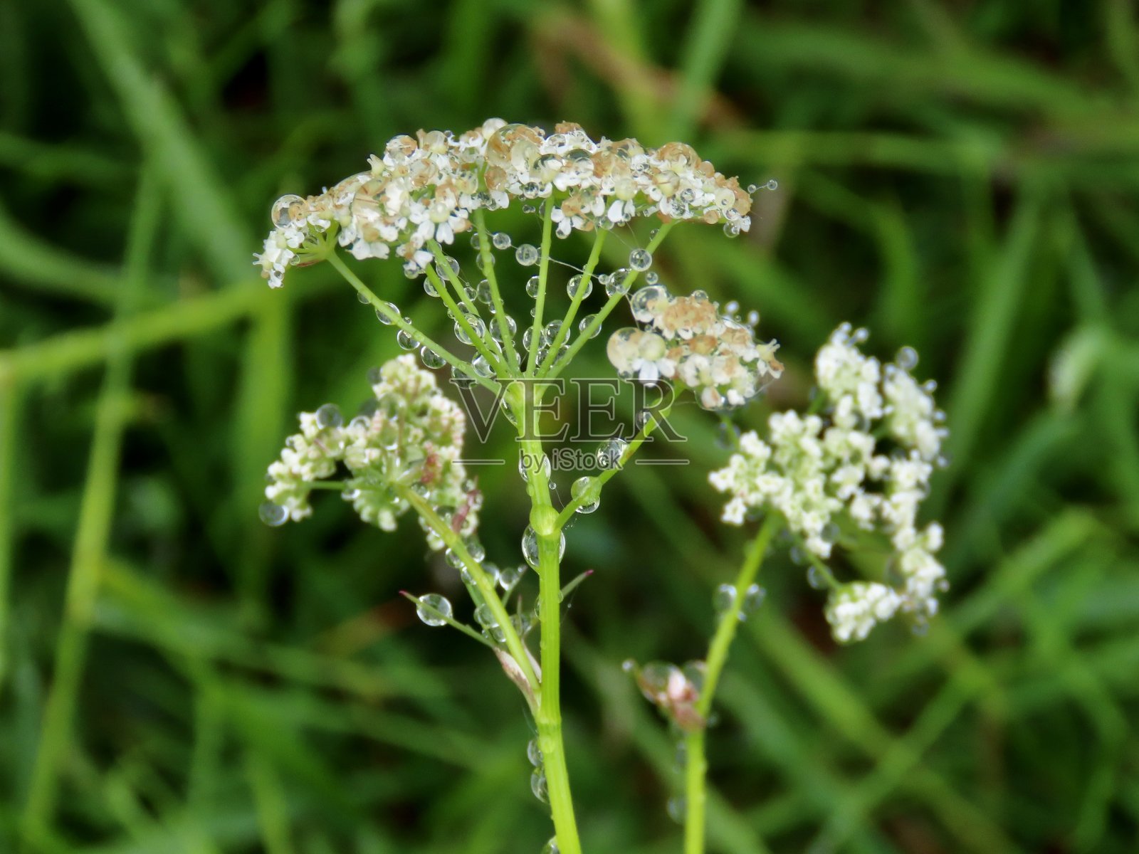 白露花照片摄影图片