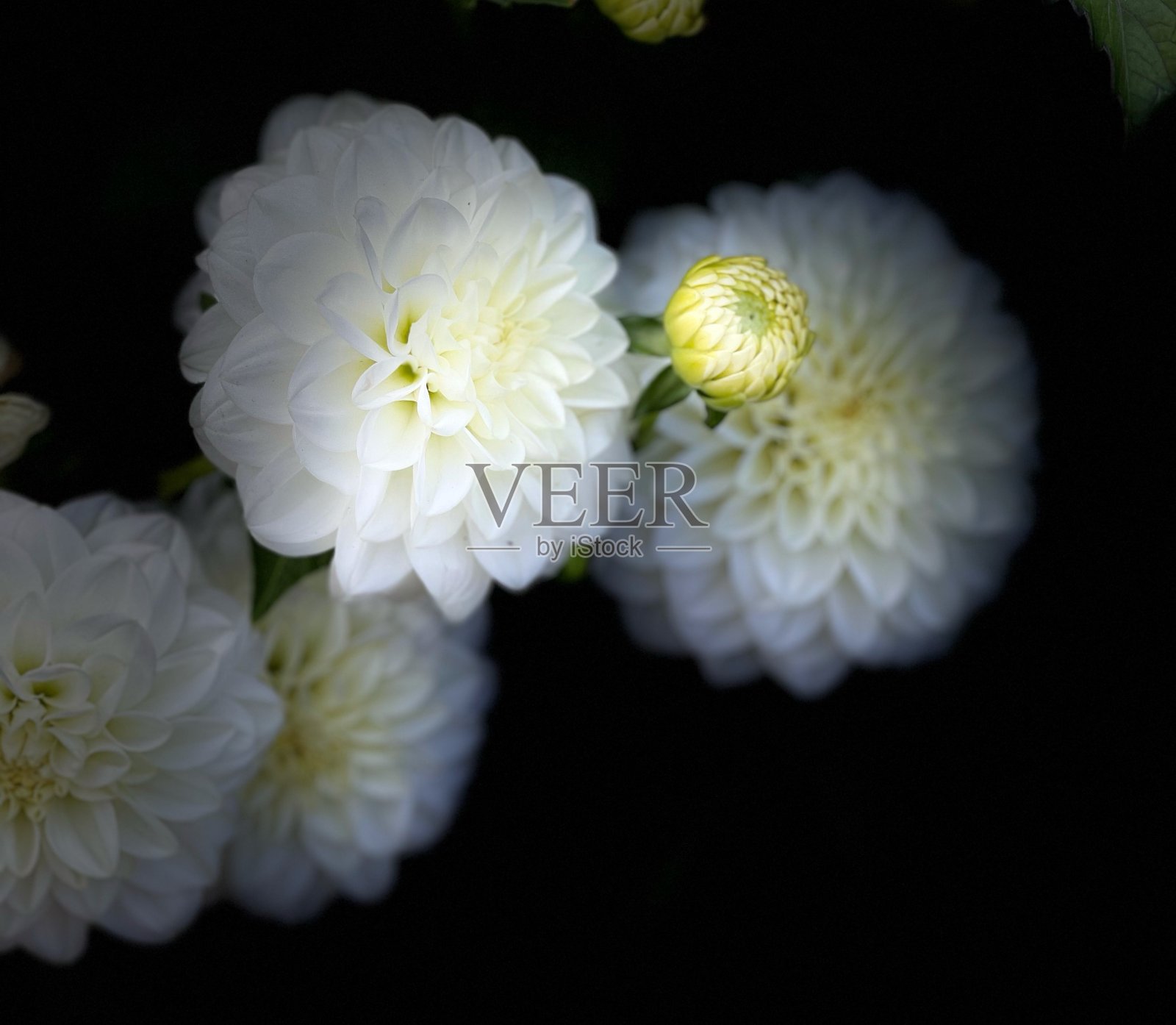 大丽照片摄影图片