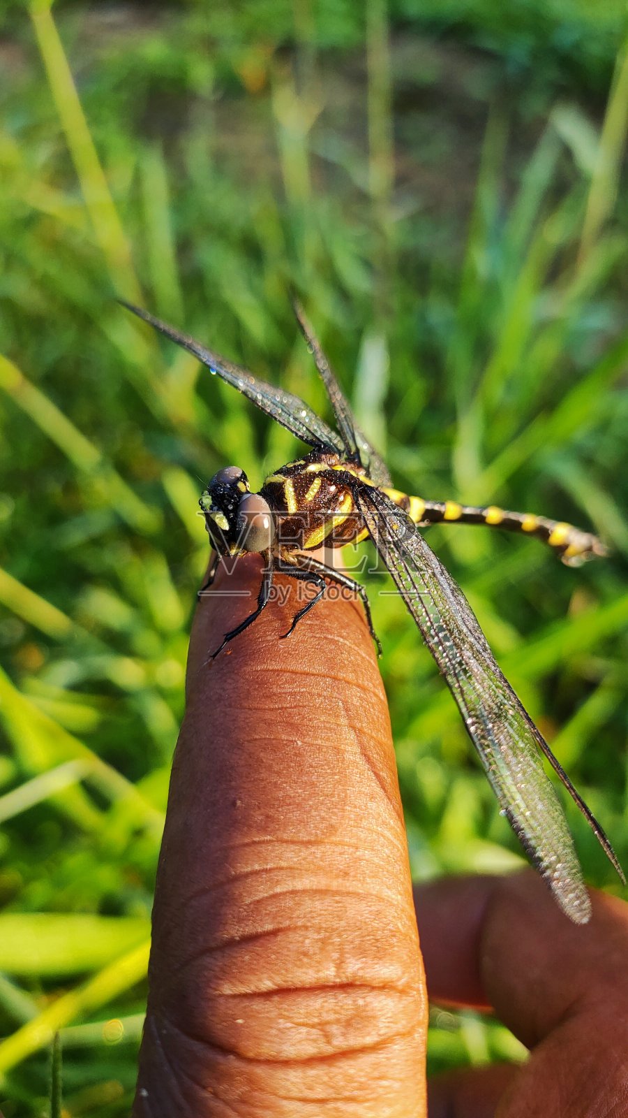 蜻蜓照片摄影图片