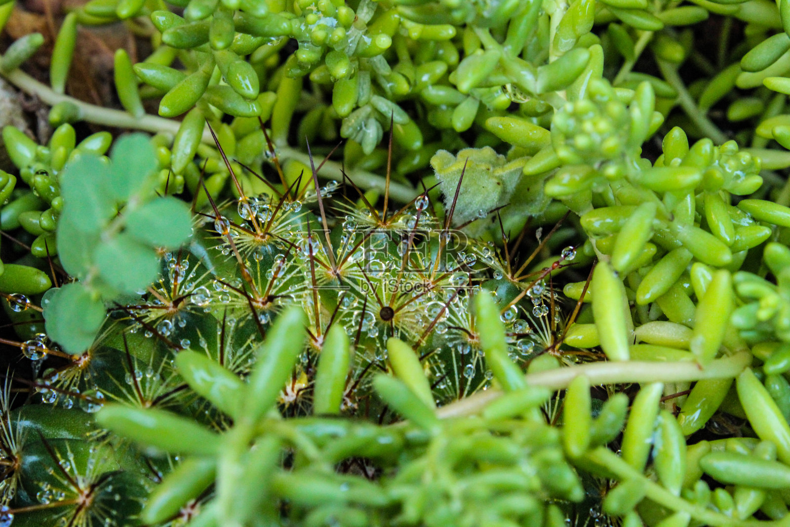雨滴的仙人掌照片摄影图片
