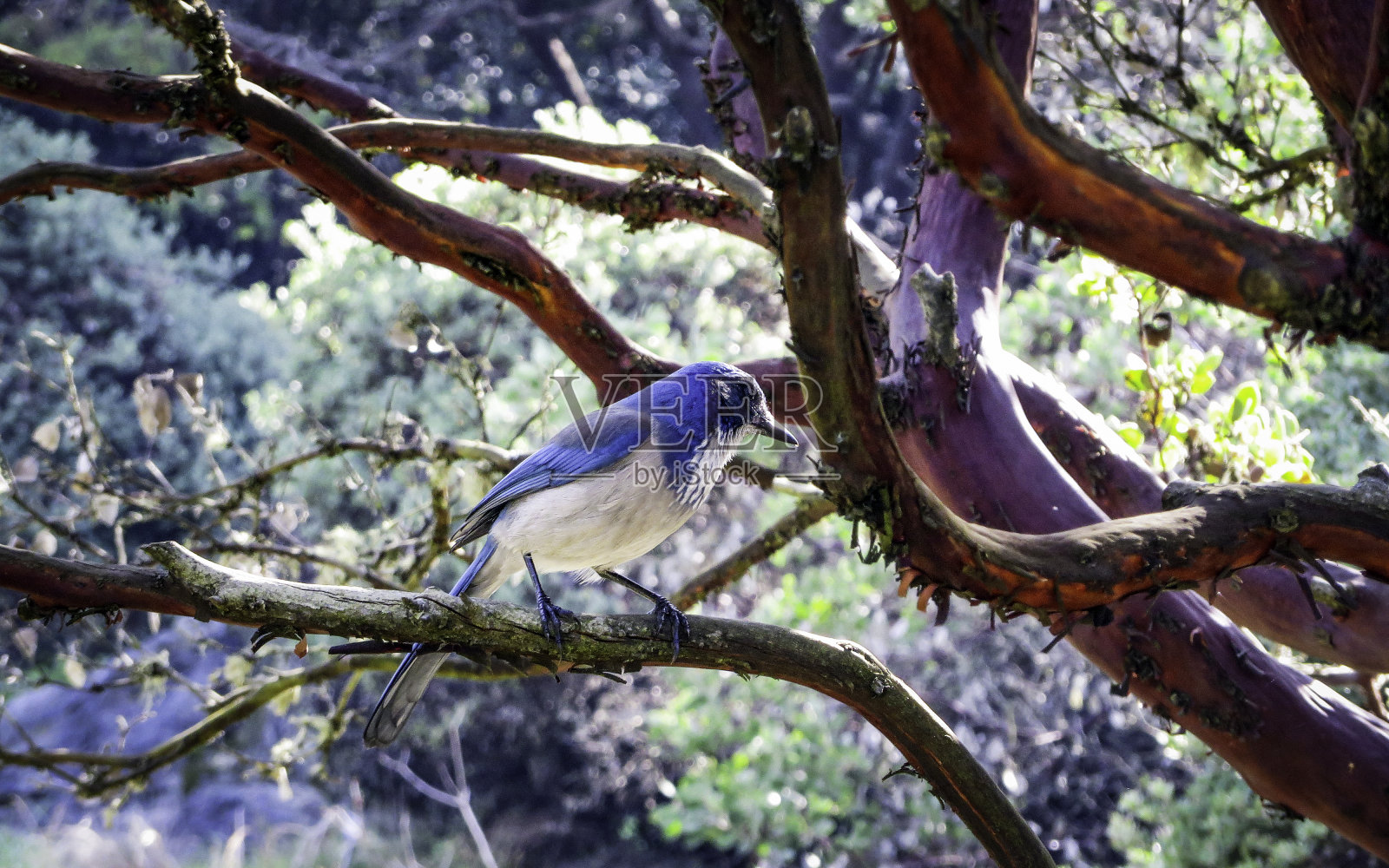 蓝色的小鸟坐在树枝上照片摄影图片