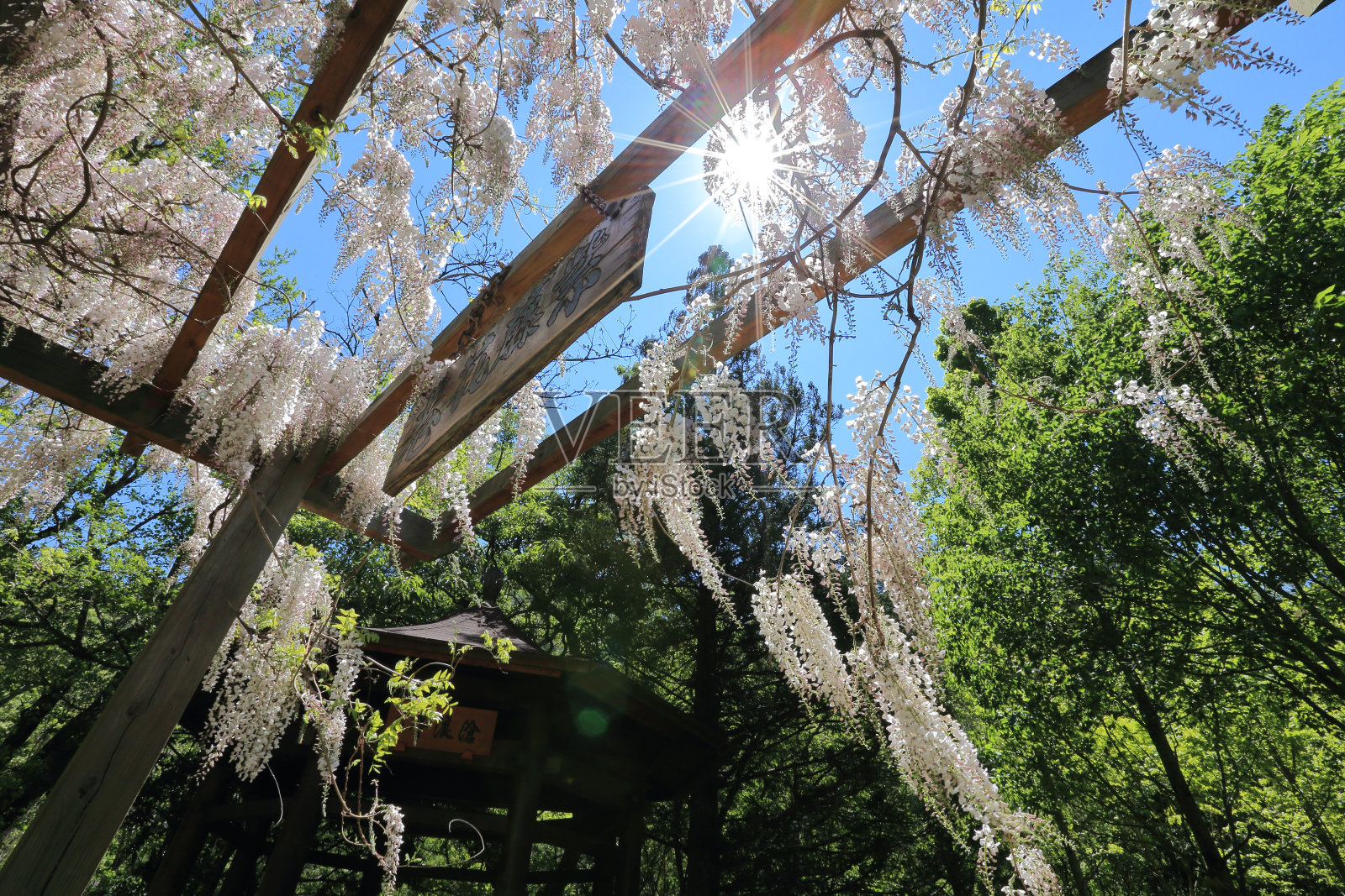 紫藤照片摄影图片
