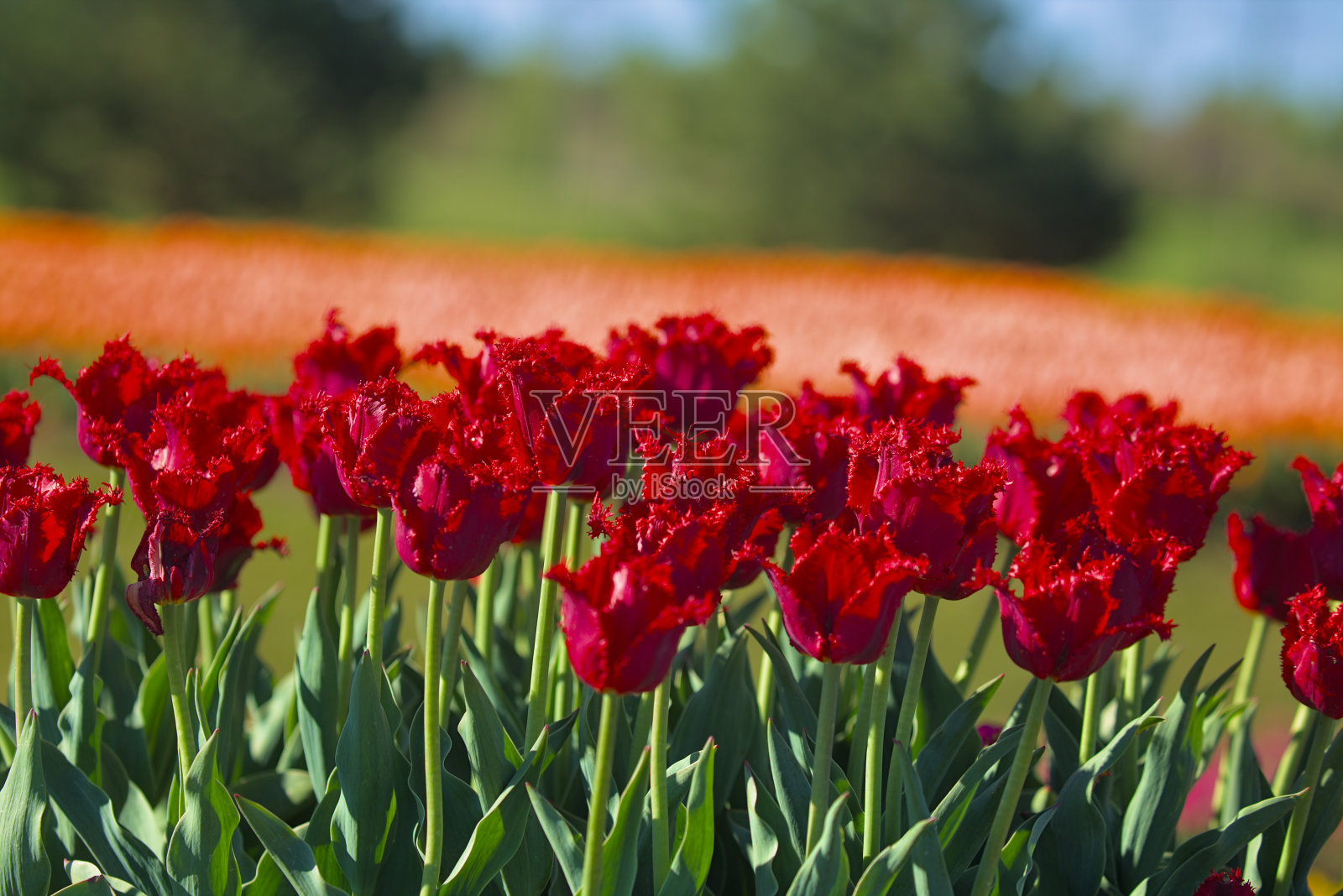 城市公园里一片硕大的郁金香花田。照片摄影图片
