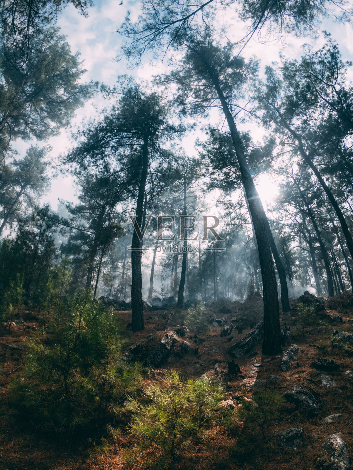 森林大火中幸存下来的红松树照片摄影图片