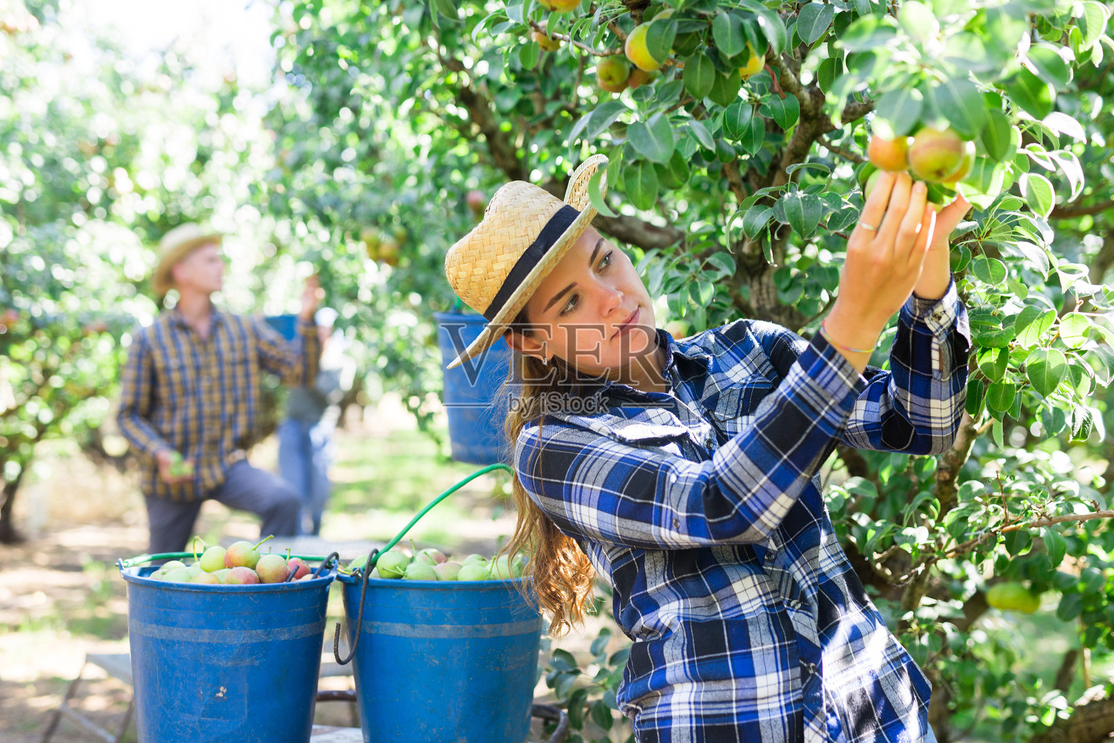 年轻女子正在采摘成熟的梨子照片摄影图片