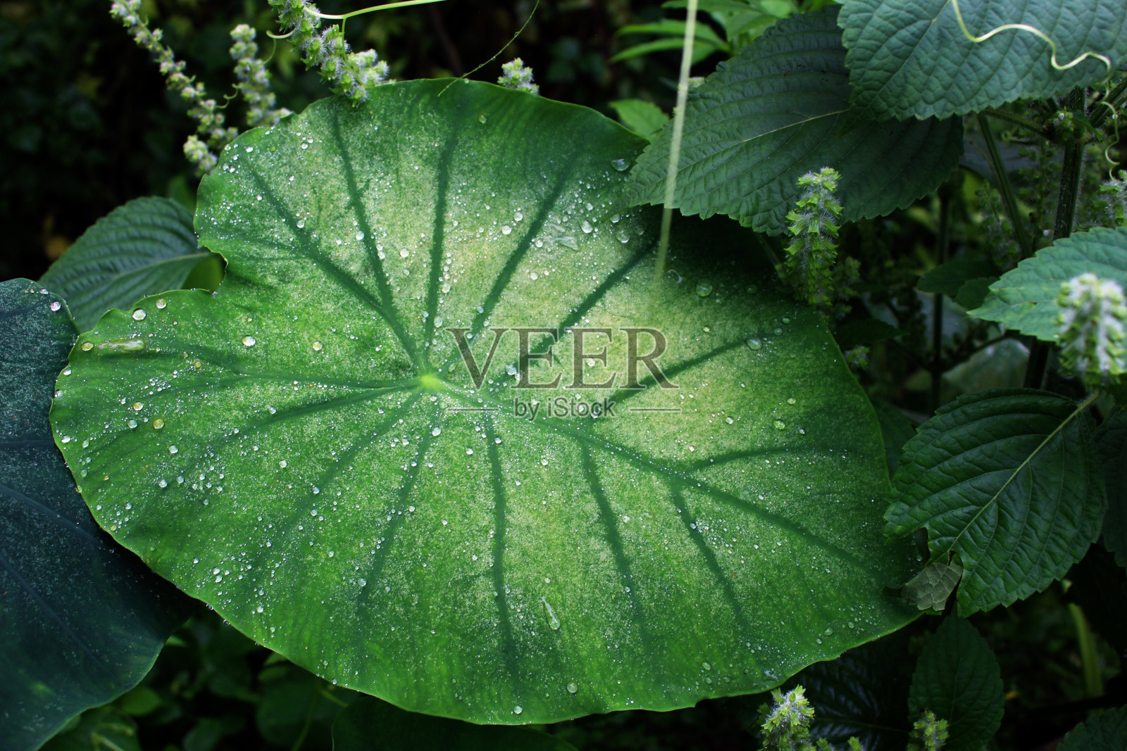阿拉比卡的叶子照片摄影图片