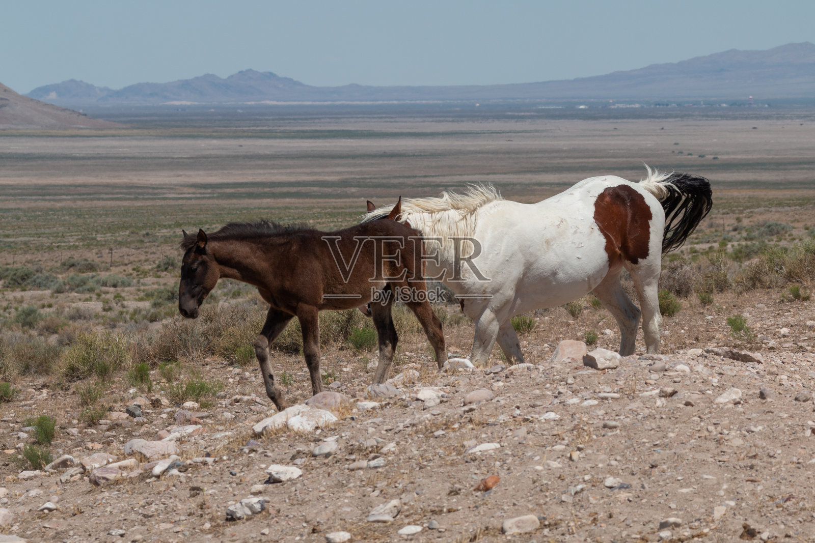 犹他州的野马和小马驹照片摄影图片