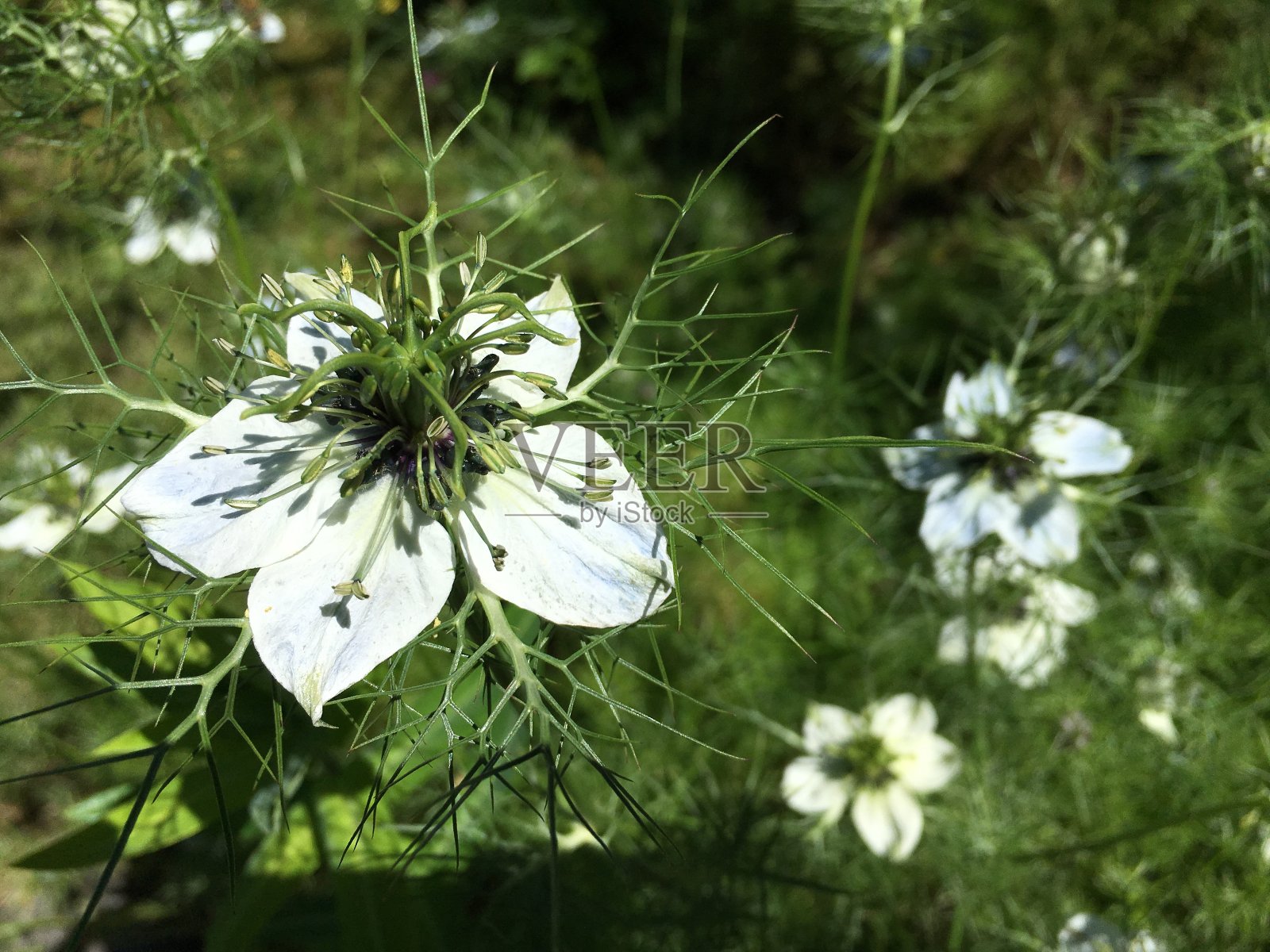 风景如画的鲜花和奇异的植物在圣加尔植物园，圣加仑-瑞士照片摄影图片