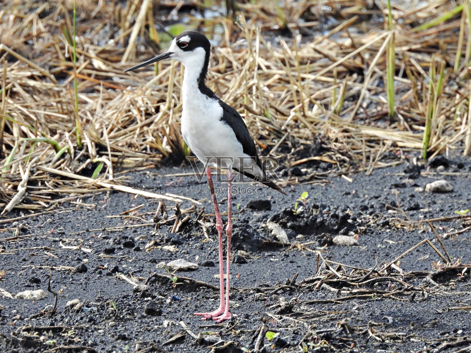 黑颈高跷(墨西哥Himantopus mexicanus)站在农田上照片摄影图片