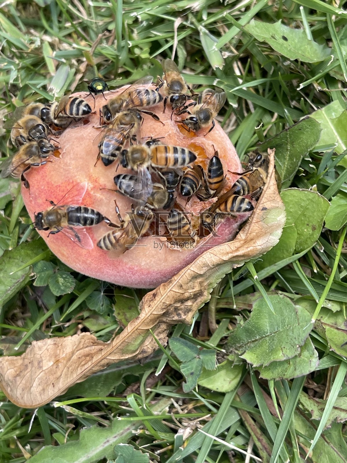蜜蜂在掉落的水果上照片摄影图片