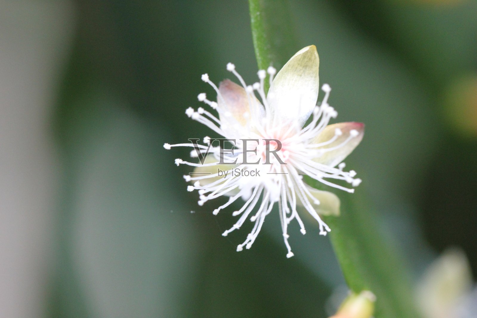 花照片摄影图片