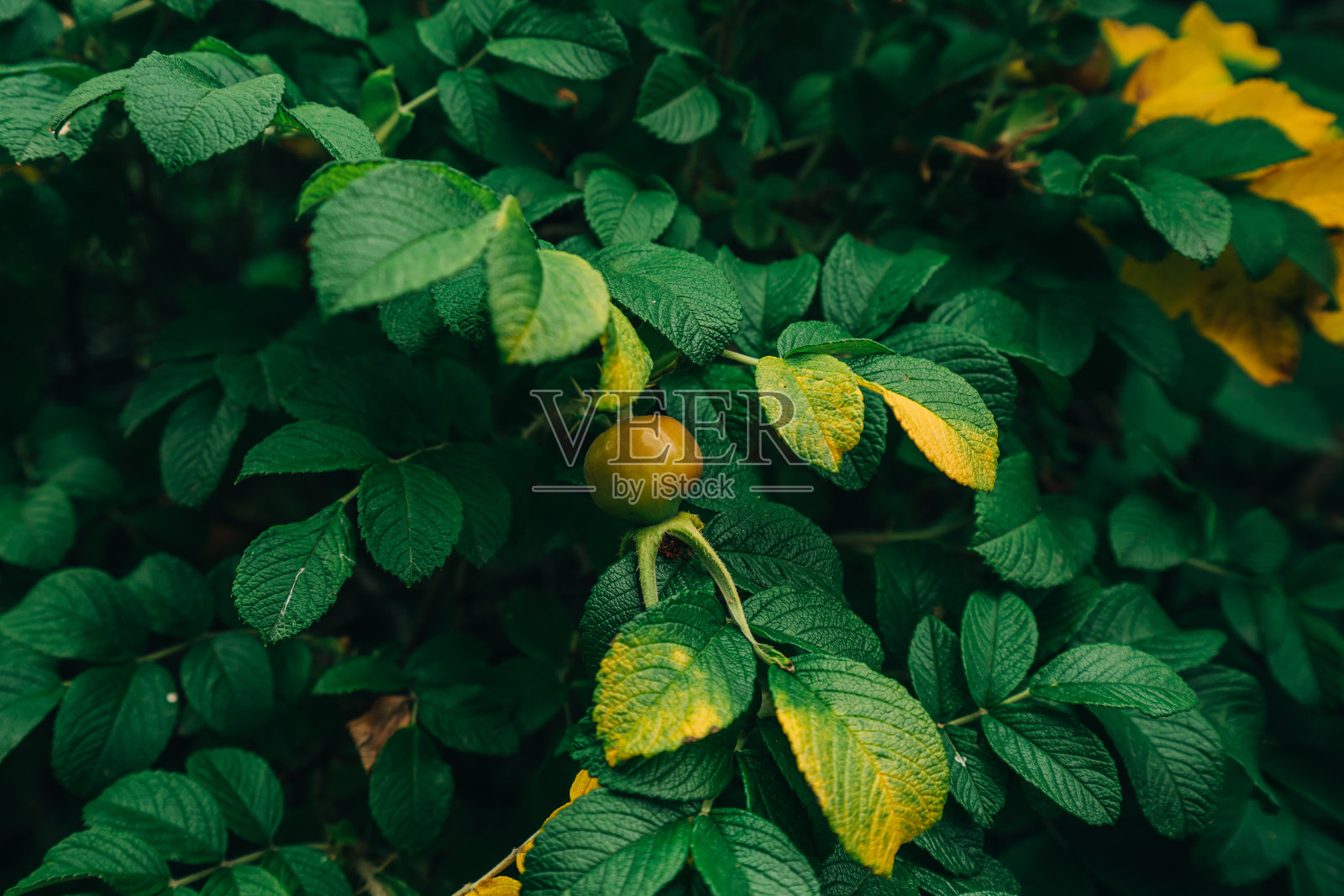 玫瑰蔷薇灌木在初秋封闭在花园里照片摄影图片