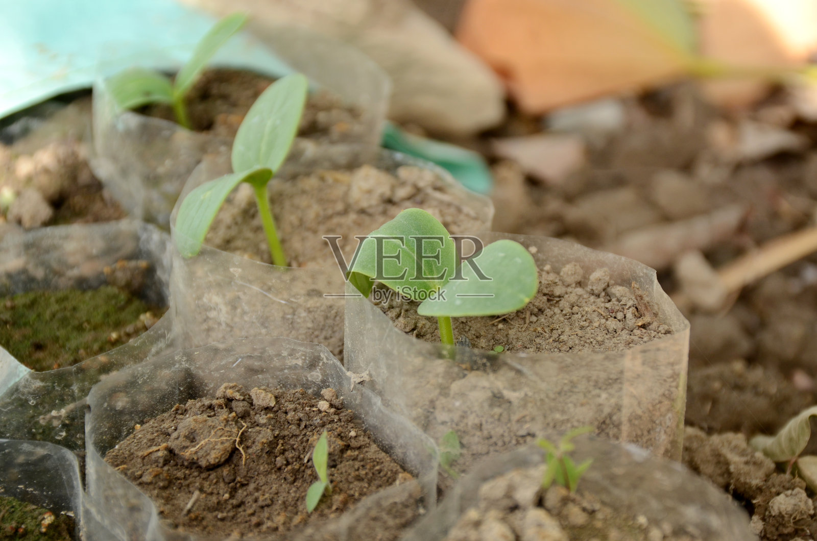 把成熟的绿色南瓜藤的幼苗种在白色的聚乙烯里。照片摄影图片