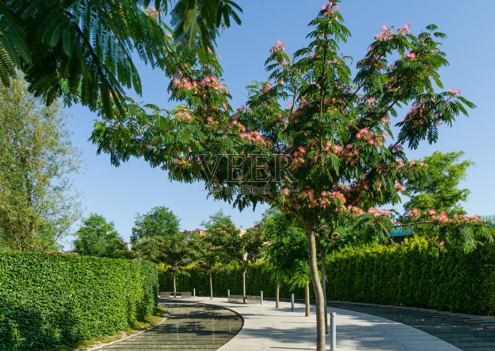 粉色蓬松的波斯丝树(合欢或日本金合欢)的花朵在层层叠叠的人造“雨燕河”中盛开。城市公共景观公园克拉斯诺达尔或“加利茨基”在阳光明媚的六月照片摄影图片