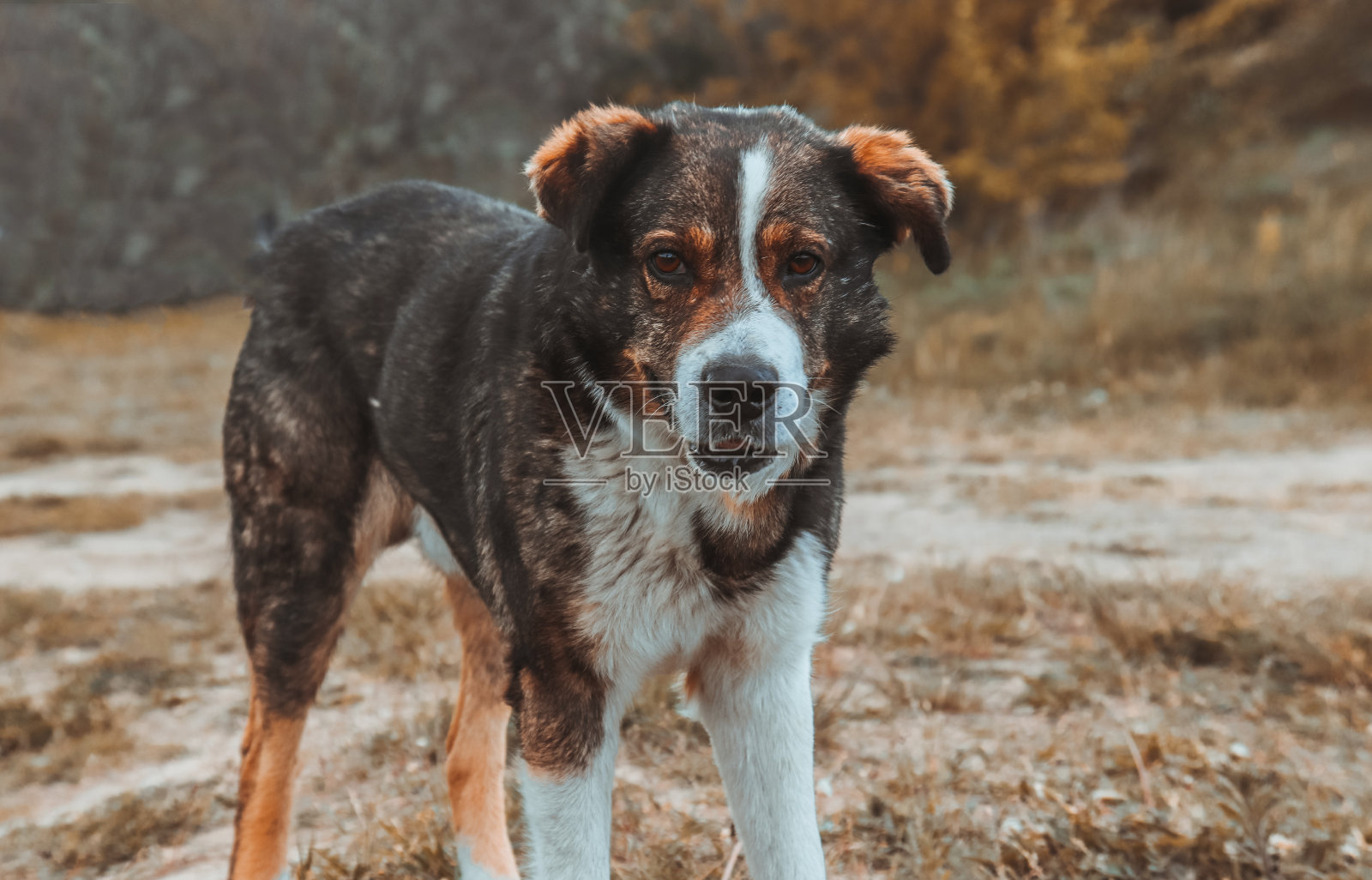 在城市的郊区，一只流浪狗正直视着镜头。照片摄影图片