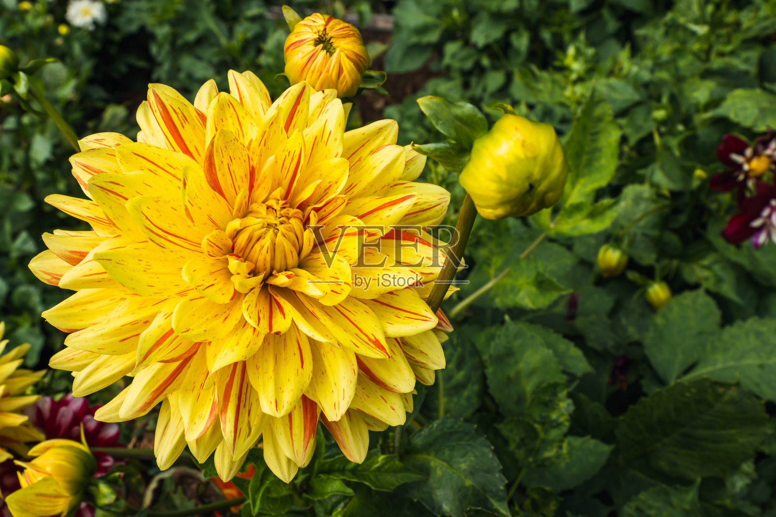 单瓣黄色大丽花与绿色叶子的闭合。模糊的背景。照片摄影图片