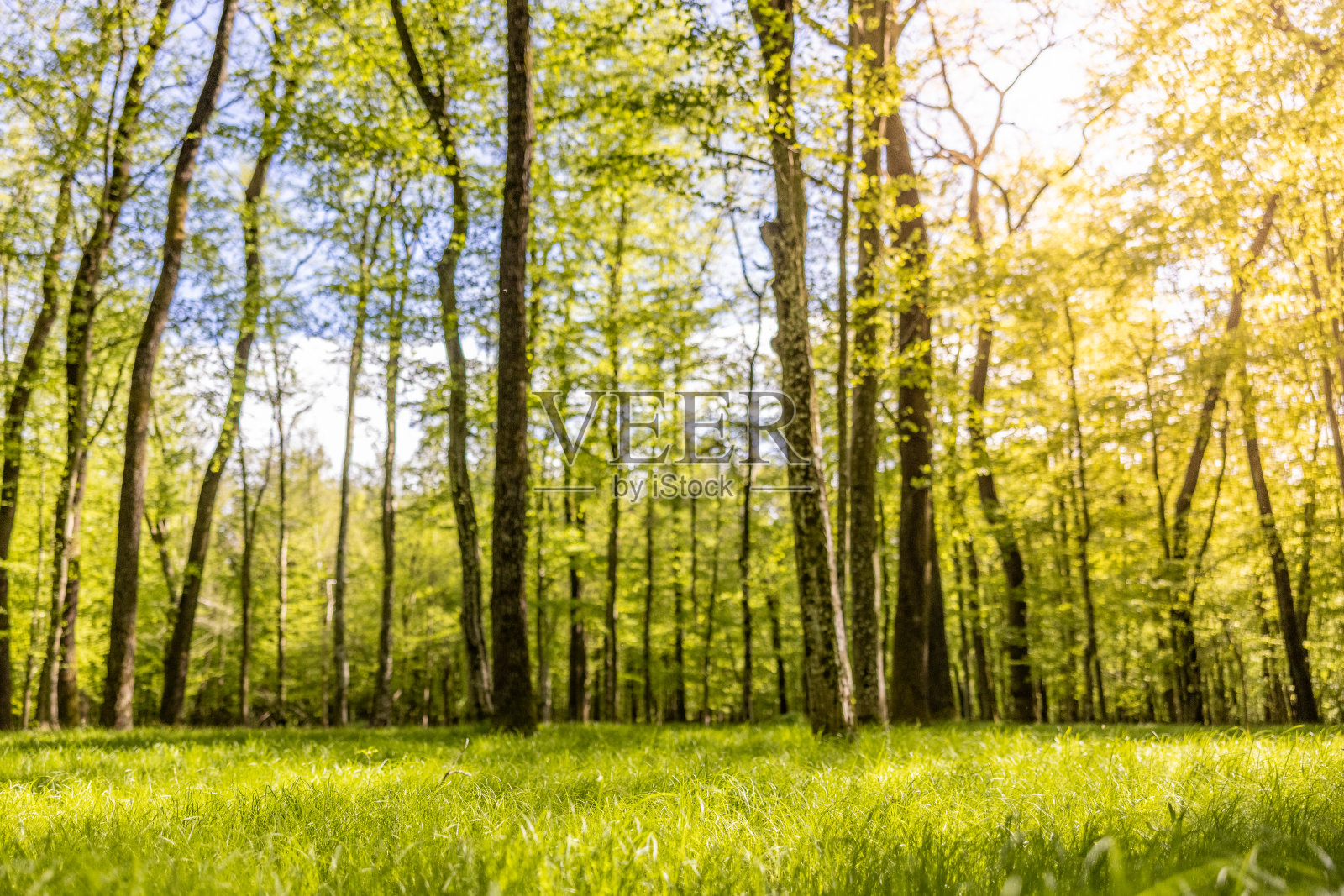 树木在森林照片摄影图片